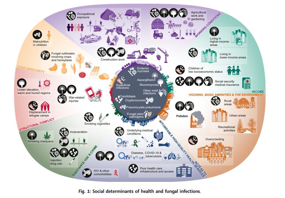 Nice review paper, important for sensitization and with beautiful images. A perfect complement to the ‘Social determinants of health as drivers of fungal disease article also with amazing images. 👉🏽authors.elsevier.com/sd/article/S25…