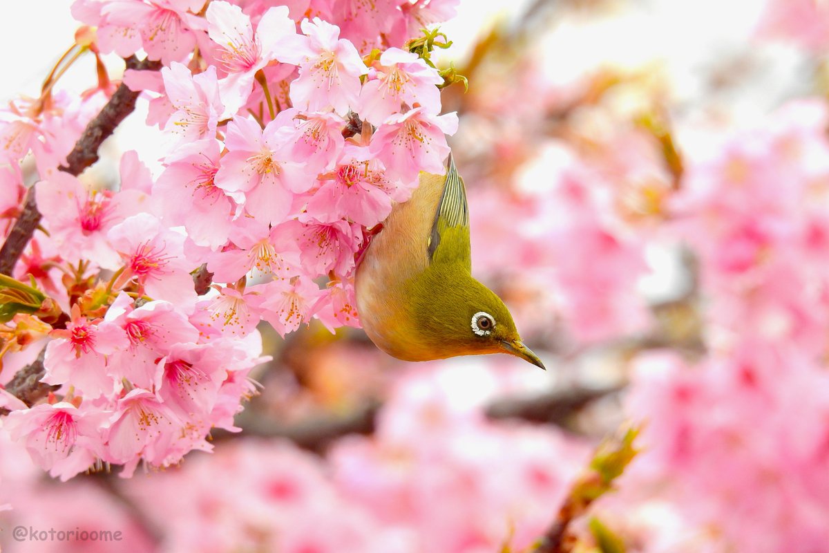 kotorioome's tweet photo. 一つの公園で見られる４種類の桜、にぎやかなメジロたち。その花の多彩な表情に、日本の春の豊かさを思います。
（左上から時計回りに）
#河津桜 #おかめ桜 #寒桜 #玉縄桜
#メジロ #JapaneseWhiteeye https://t.co/t3T298AEZP