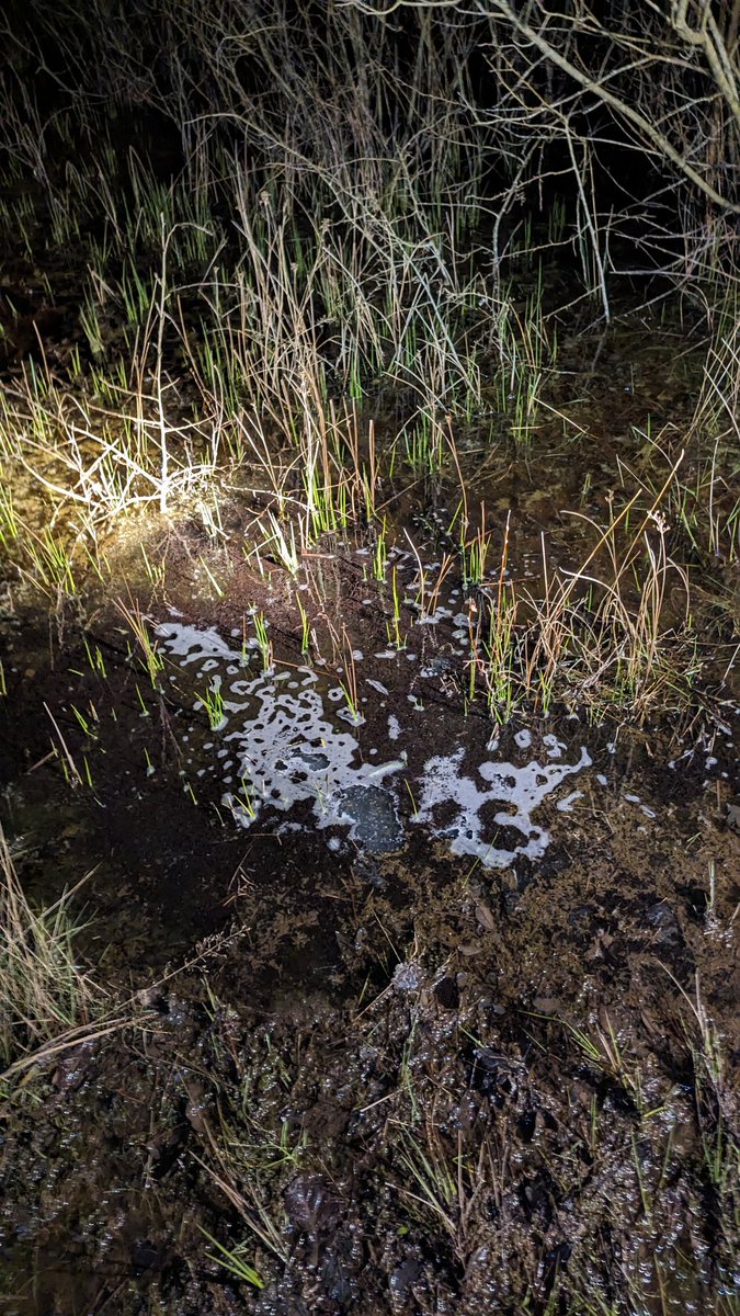 Excellent evening surveying with @EssexARG last night on Danbury. Common Frog and Toad, Smooth, Palmate and Great Crested Newts, a mass of recently hatched spawn and a surprise Great Silver Water Beetle. Also Great Diving Beetle + larva, Caddisfly Larva + many other inverts!