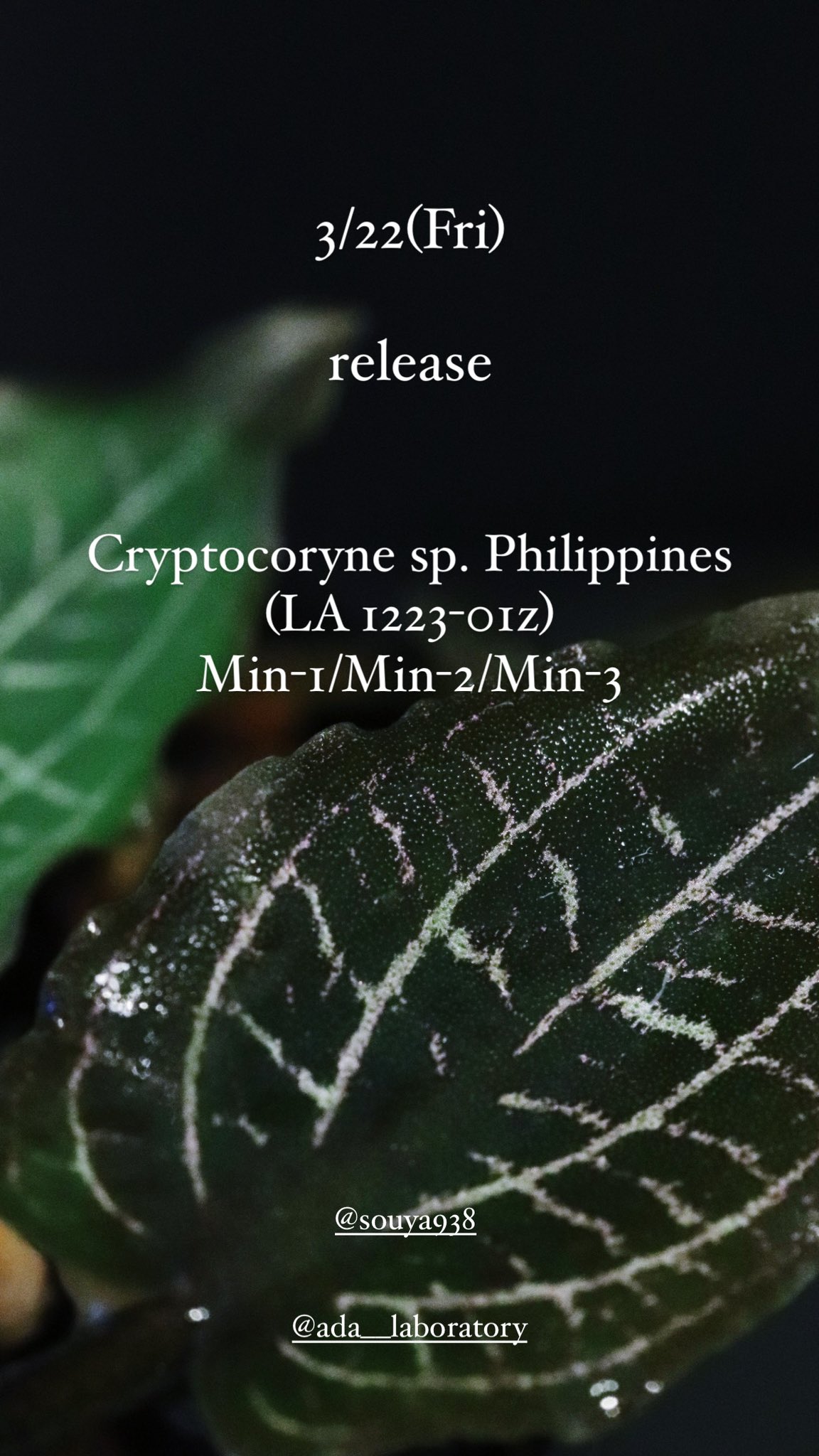 Cryptocoryne sp. philippines min-2【LA便】 【公式通販】