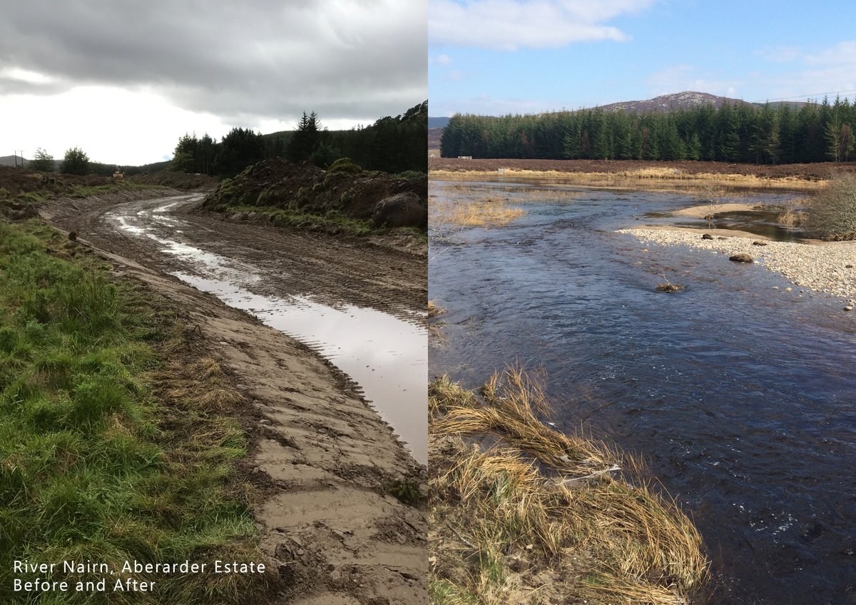 It's #WorldRewildingDay! Here is the River Nairn, Aberarder during and after project work. Following a process-based and assisted recovery approach within 2 weeks sea trout were seen utilising the area to spawn and Atlantic salmon soon after #habitat #rewilding
