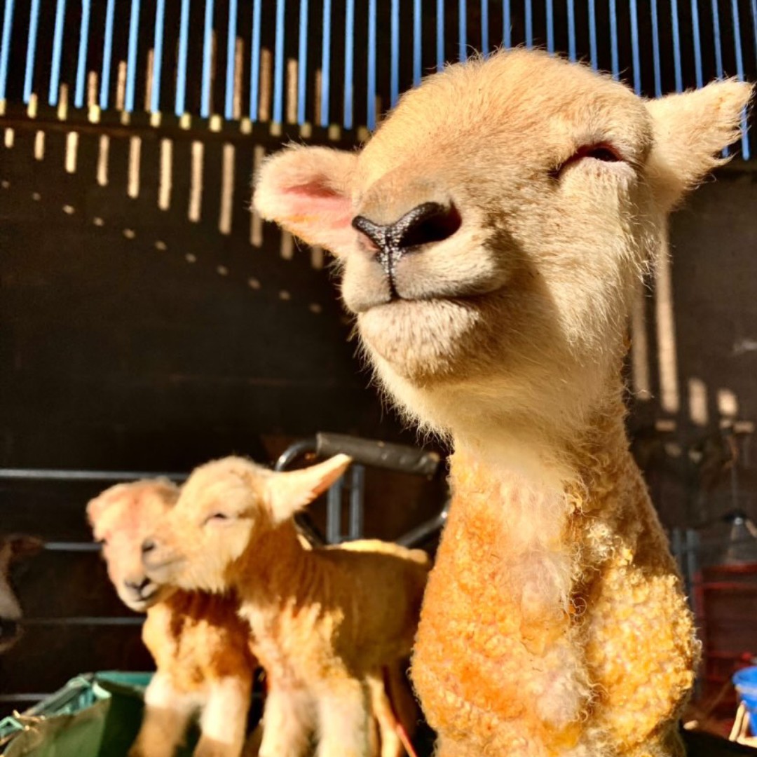 It's the first day of Spring and there are lots of new arrivals at Hartpury! 🐑🌷

📸  | the_vettech