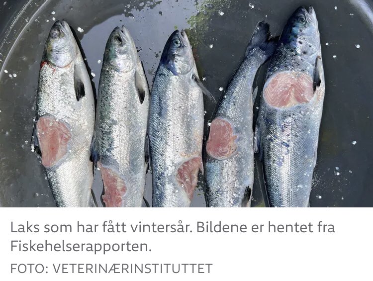 Sikkert mye sunn sild i kosten på Bryne, men er spent på å høre hva #Haaland mener om dyrevelferd, lus, miljøgifter og rømming i norsk lakseoppdrett, eller bunntråling i marine nasjonalparker…