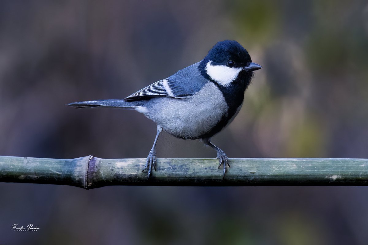 Jyotiraditya Pinaki Panda (@pinakipanda90) on Twitter photo Cinereous tit
Sattal,Uttarakhand
<a href="/Canon_India/">CANON India</a> <a href="/NatGeo/">National Geographic</a> <a href="/BBCEarth/">BBC Earth</a> <a href="/PinakiPanda90/">Jyotiraditya Pinaki Panda</a> Cinereous tit
Sattal,Uttarakhand
<a href="/Canon_India/">CANON India</a> <a href="/NatGeo/">National Geographic</a> <a href="/BBCEarth/">BBC Earth</a> <a href="/PinakiPanda90/">Jyotiraditya Pinaki Panda</a>