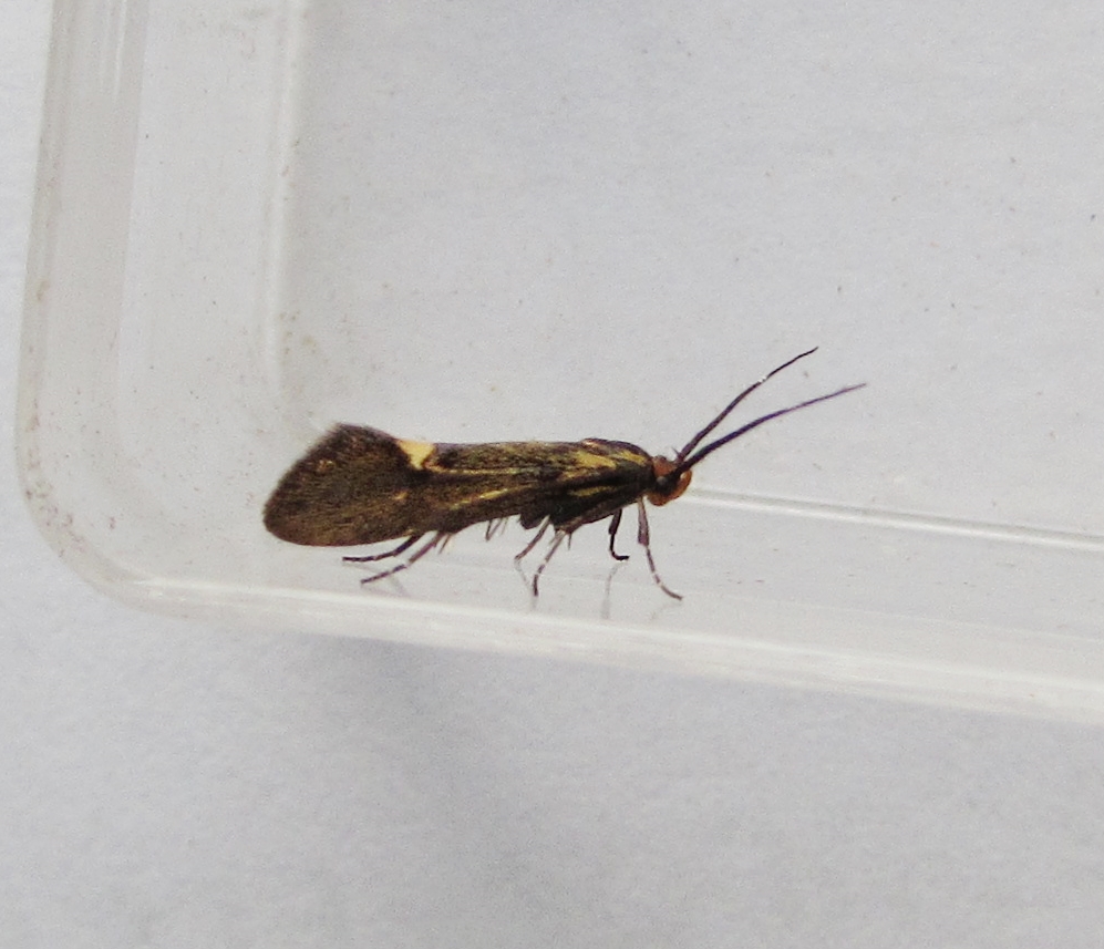 Good Morning Sean @MOTHIDUK couple I need help on. First up the Pug and then what I think is Esperia Sulphurella, sorry only pic I got of it.