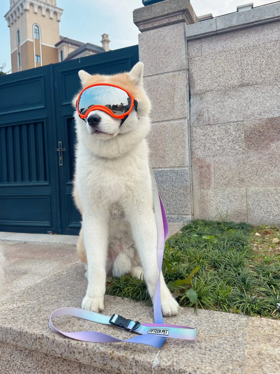 母:番犬はまっすぐに立ってください
今日の練習:立正と休め#秋田犬#サモエ