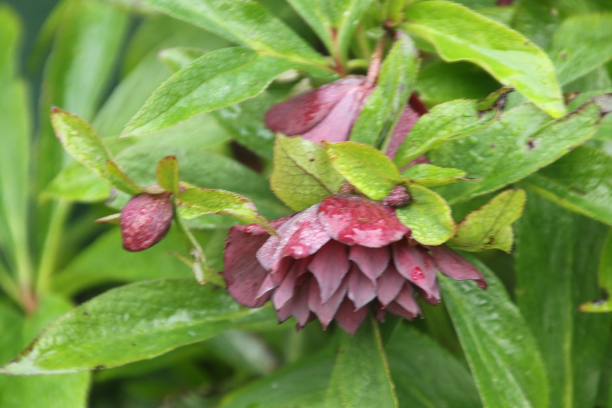 Good morning @charbhardy @KatKACanada @FriseSally @silvershadow214 Spring is coming on in the garden