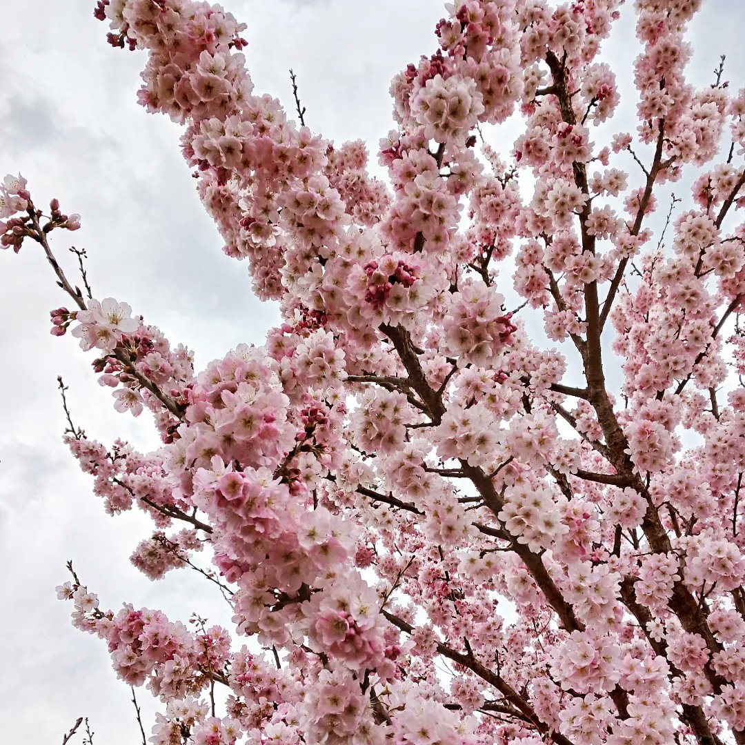 「子供と花見散歩してきた。南足柄の春めきという桜はソメイヨシノより少し早く咲くので」|冬川智子のイラスト