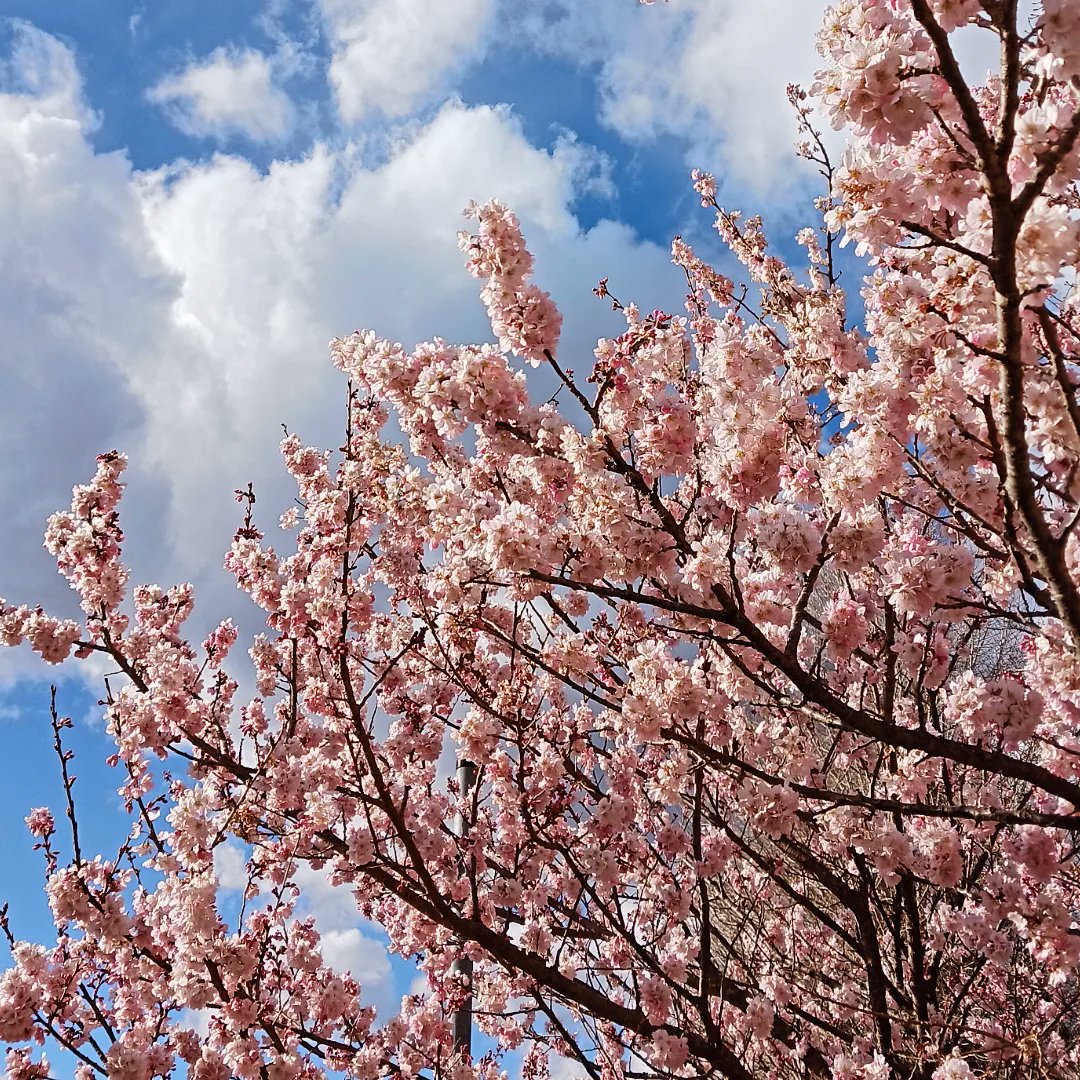 「子供と花見散歩してきた。南足柄の春めきという桜はソメイヨシノより少し早く咲くので」|冬川智子のイラスト