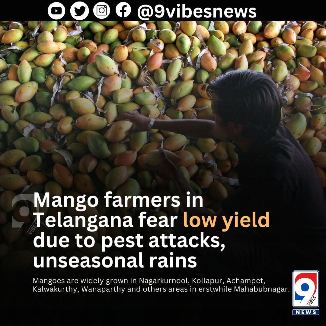 🌞 Concerns Rise for Mango Farmers as Summer Arrives ☀️

#MangoFarmers #SummerHarvest #PestAttacks #UnseasonalRains 🥭🌧️