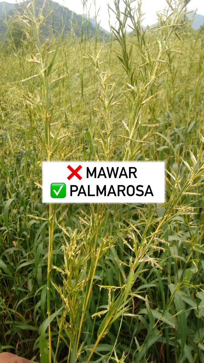 Threadmaker 🐣 tweet media