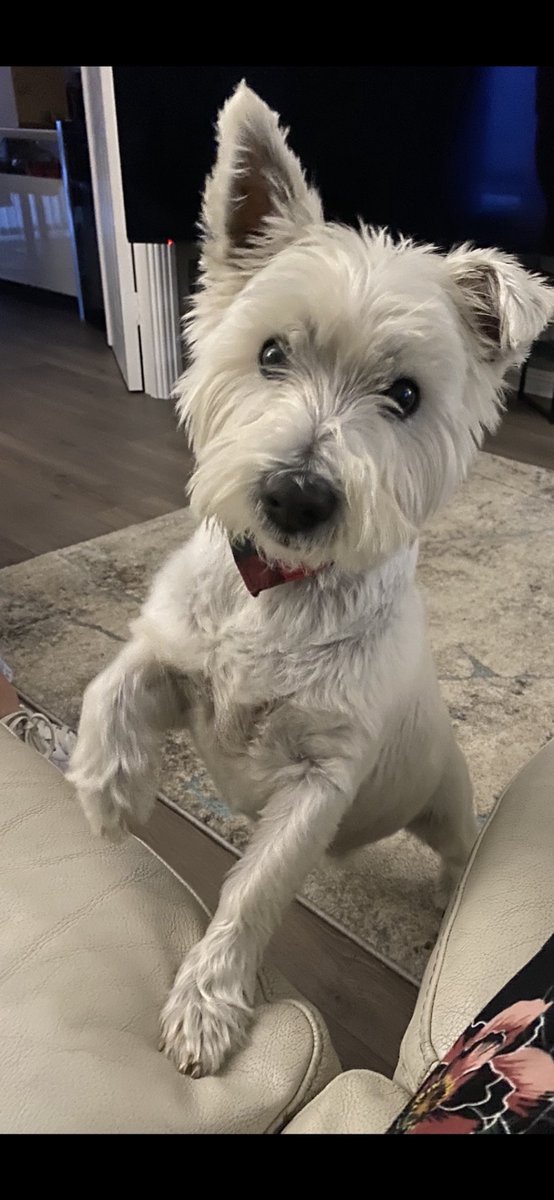 Pals…. I’ve just been informed that today is National Westie Day, a day to celebrate the charm of us west highland terriers 🐾 Happy National Westie day everyone, let the celebrations begin 🐾 hoomum, I’ll have bacon and sausage for breakfast 🥰