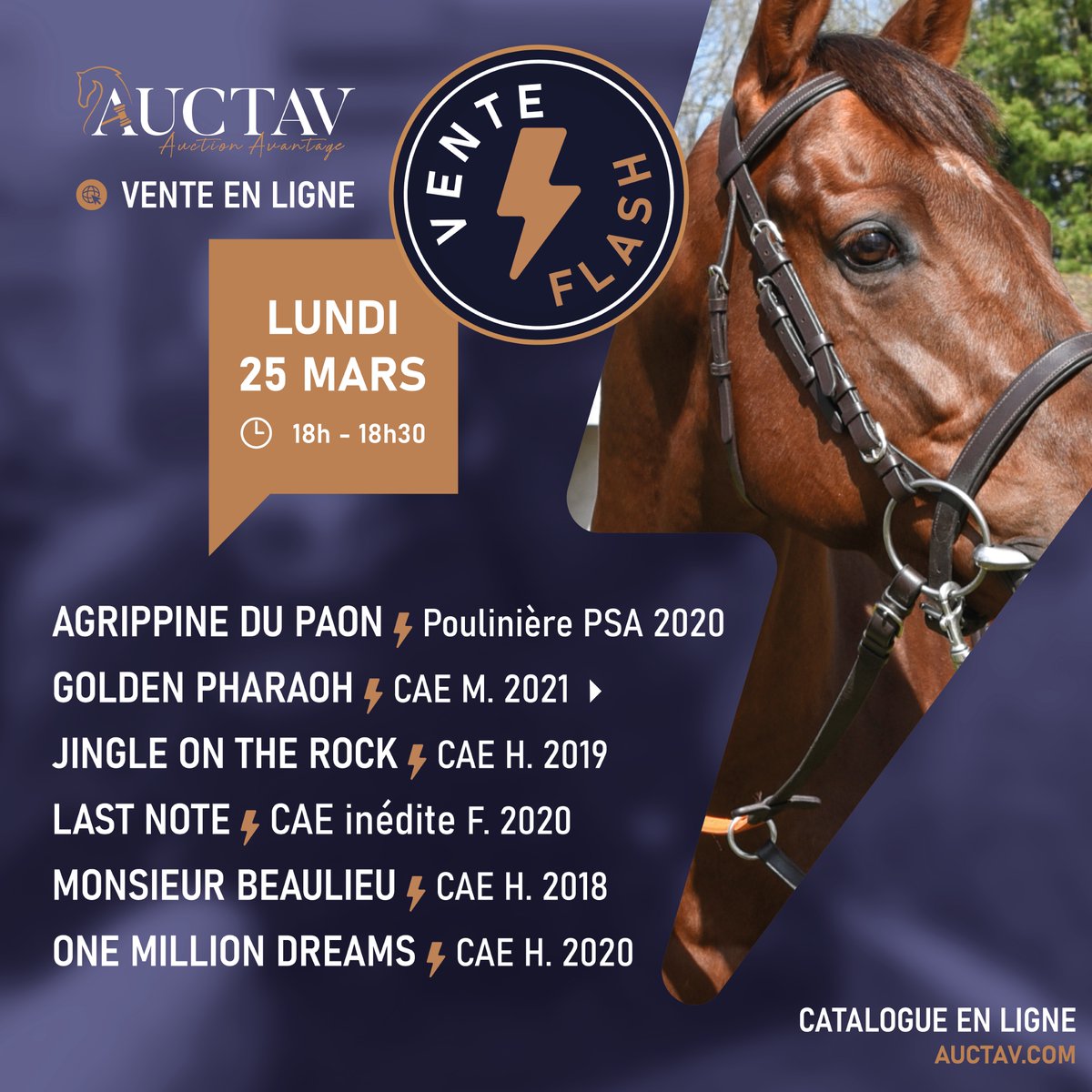 VENTE FLASH 🔥 25 mars sur auctav.com ⚡️4 chevaux à l’entraînement présentés par @littmoden dont le double lauréat MONSIEUR BEAULIEU ⚡️ GOLDEN PHARAOH, polyvalent double vainqueur âgé de 3 ans ⚡️ AGRIPPINE DU PAON, issue de la splendide lignée de JADE DU PAON