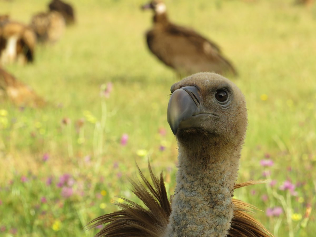 Birdlife International are running a Vulture Valuation survey to understand how we value #Vultures The block questions are interesting! If you have a couple of minutes, please take part here survey.alchemer.eu/s3/90666696/Vu… & spread the word! #birds #LoveVultures