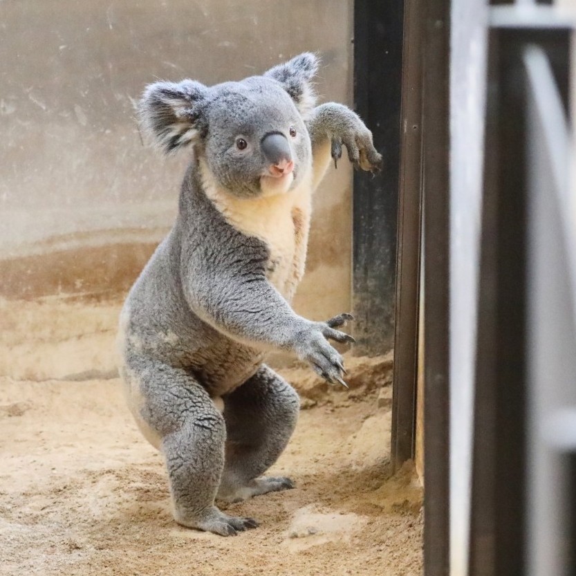 Post by ろーかすと(夏) on X: ！？