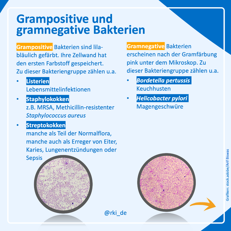 rki_de's tweet photo. Wie werden #Bakterien klassifiziert und warum ist das wichtig?

Auf diese Frage liefert die #Gramfärbung einige Antworten. Ausgangspunkt des Verfahrens: die Bakterienzellwand.

#WasIstEigentlich Gramfärbung, wie funktioniert sie und was sagt sie über die Bakterien aus?