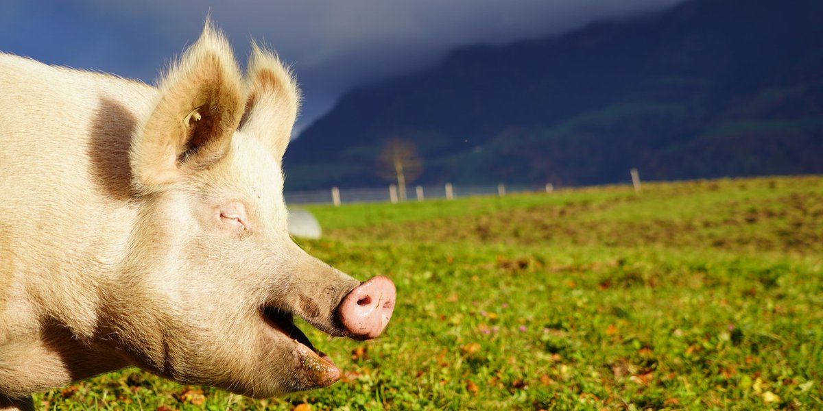 How do domestig pigs behave in their ancestor's natural habitat? Join in and find out!
👉Project "SchweinErleben": pulse.ly/vqqtop6sdf
👩‍🔬Participate! pulse.ly/wsgjt8sznr
@CitSciZurich #AlbertKoechlinFoundation #NaturMuseumLuzern #Panoramahof #Animalwelfare #pigfarming