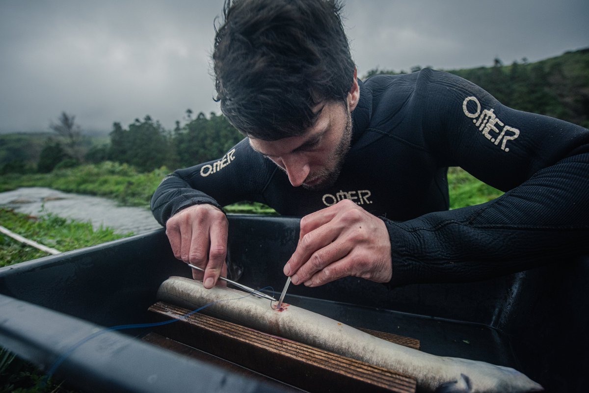 What happens when a hypothesis doesn't hold up after years of research? @VerhelstPJ shares the ups and downs of an eel telemetry research, at @DOCVILLE_BE, a science-focused film festival from March 20-28. Catch his talk by booking a ticket at: ap.lc/kQWEh