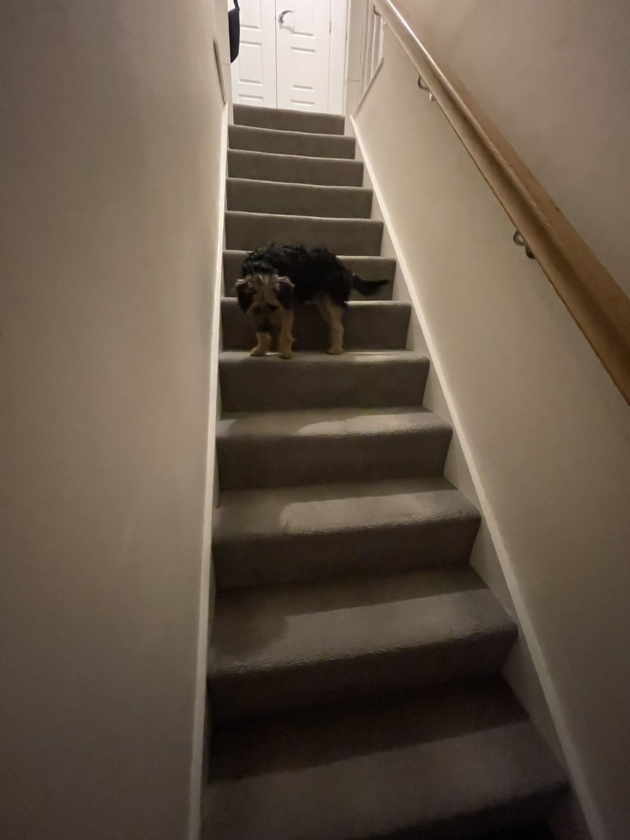 “Halfway up the stairs”…increased ambition being displayed but currently no exit plan…🐶🐾🪜