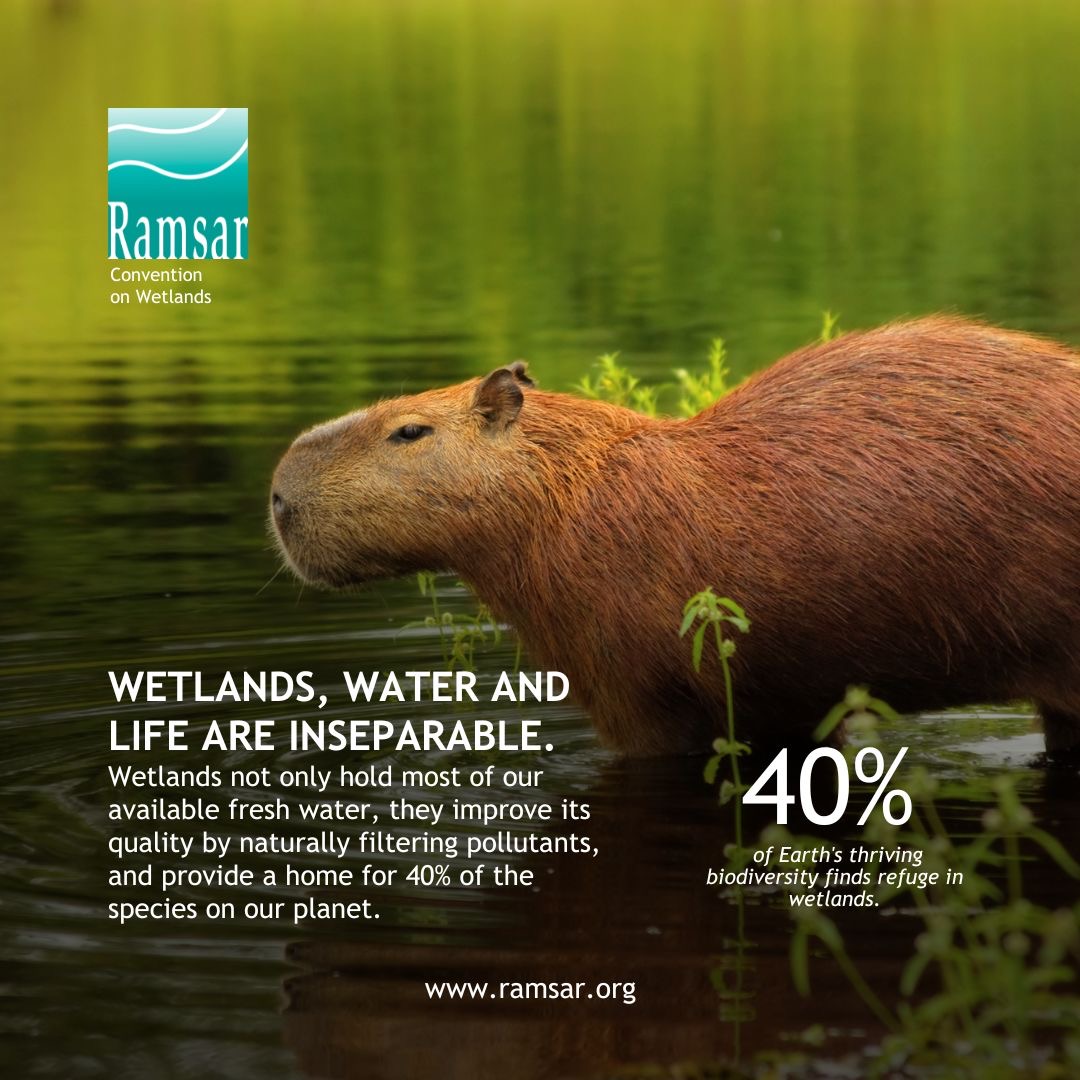 For all life to thrive, urgent action is required at every level to protect wetlands and address the water crisis. We could have enough water for nature and humanity if we better manage wetlands.

➡️ unwater.org/our-work/world…

#WetlandsWednesday #WorldWaterDay