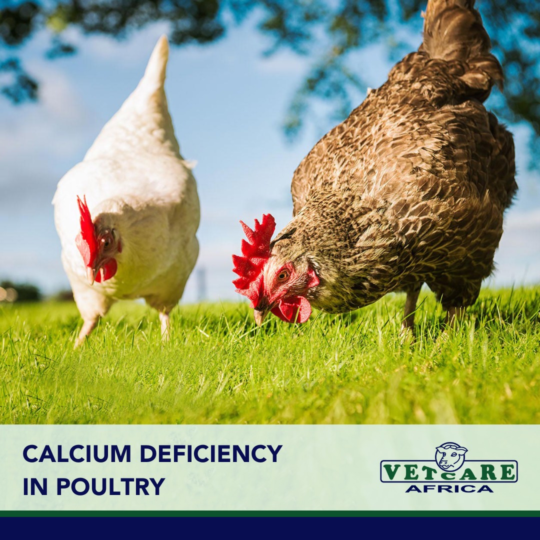 Did you know that calcium is crucial for both layers and broilers?

#PoultryCare #CalciumDeficiency #HealthyFlock #OptimalPerformance #vetcareafrica #cibusanimalnutrition #animalhealth #happyfarmers #kenyanfarmers #animalhealthcare #animalnutrition #farmingtips #livestock
