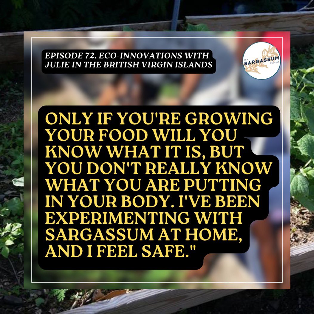 Sargassum Podcast tweet media