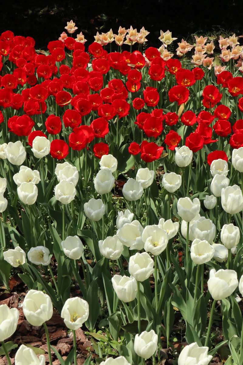 ChefPower__'s tweet image. Spring in Bloom: A vibrant canvas of Tulips and Chef Power~