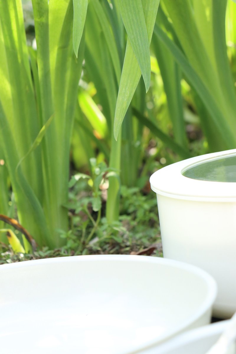 ChefPower__'s tweet image. Spring in Bloom: A vibrant canvas of Tulips and Chef Power~