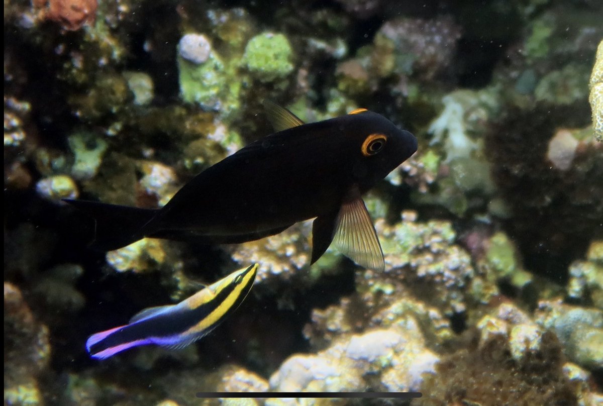 🥳Really happy to be awarded a Junior Leader fellowship from <a href="/BecariosFLC/">Becas Fundación "la Caixa"</a> to support my research on cleaner fish cognition at <a href="/MAREscience/">MARE</a>. Thank you for the support #laCaixaFoundation  🦾🐠