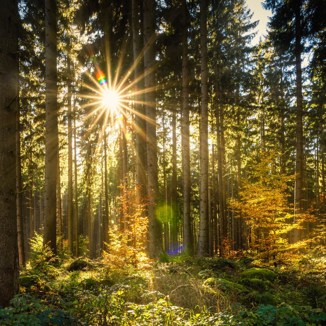 Dziś o godzinie 4:07 rozpoczęła się astronomiczna wiosna 🌼