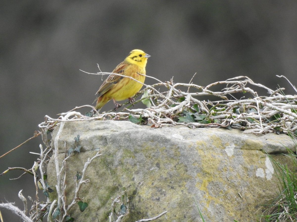 😊 Good Morning .. #Yellowhammer on my wander along the #ClevelandWay yesterday. #BirdsOfTwitter #Yorkshire #smile