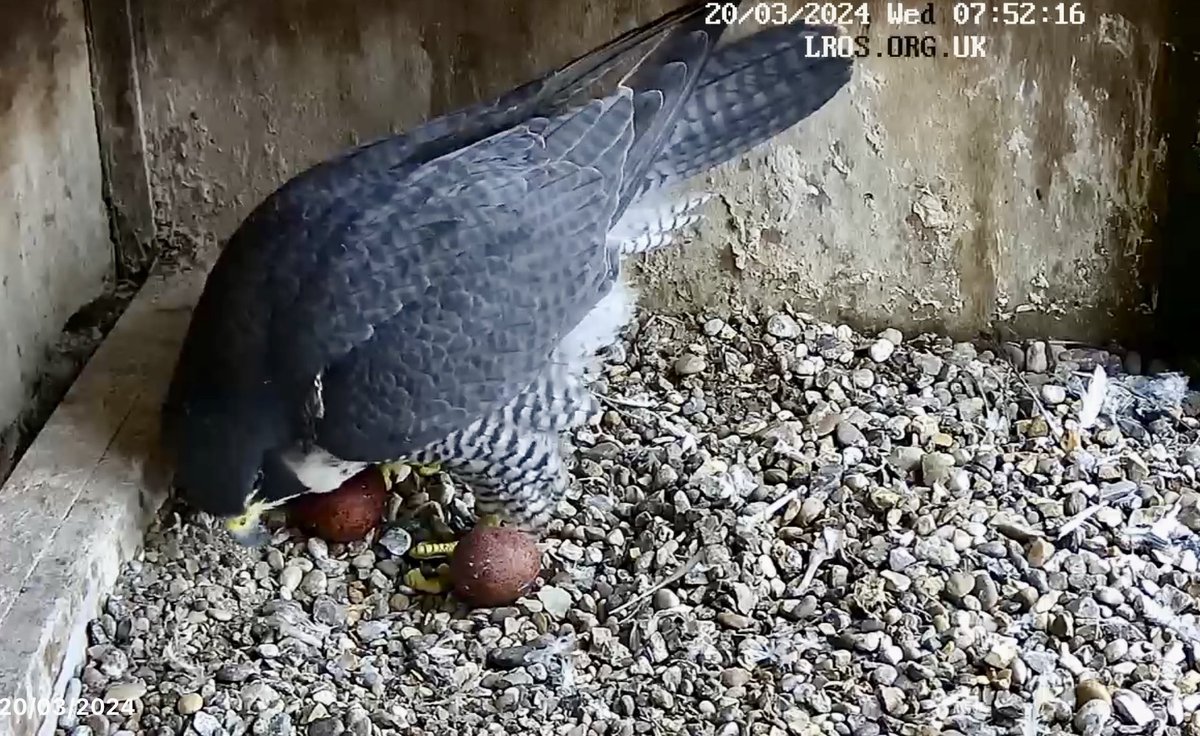 Jim Graham (@cropstonbirder) on Twitter photo The second @LeicsPeregrines egg arrived at 7:50 this morning <a href="/LeicsCathedral/">Leicester Cathedral</a> 20 March.
<a href="/KRIIICentre/">KRIII Visitor Centre</a>
Live streaming:
leicesterperegrines.org.uk/streaming/ The second @LeicsPeregrines egg arrived at 7:50 this morning <a href="/LeicsCathedral/">Leicester Cathedral</a> 20 March.
<a href="/KRIIICentre/">KRIII Visitor Centre</a>
Live streaming:
leicesterperegrines.org.uk/streaming/