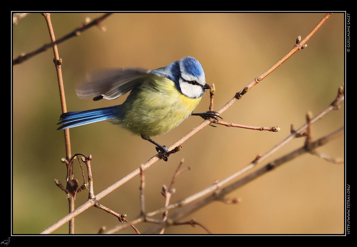 Mésange bleue du matin