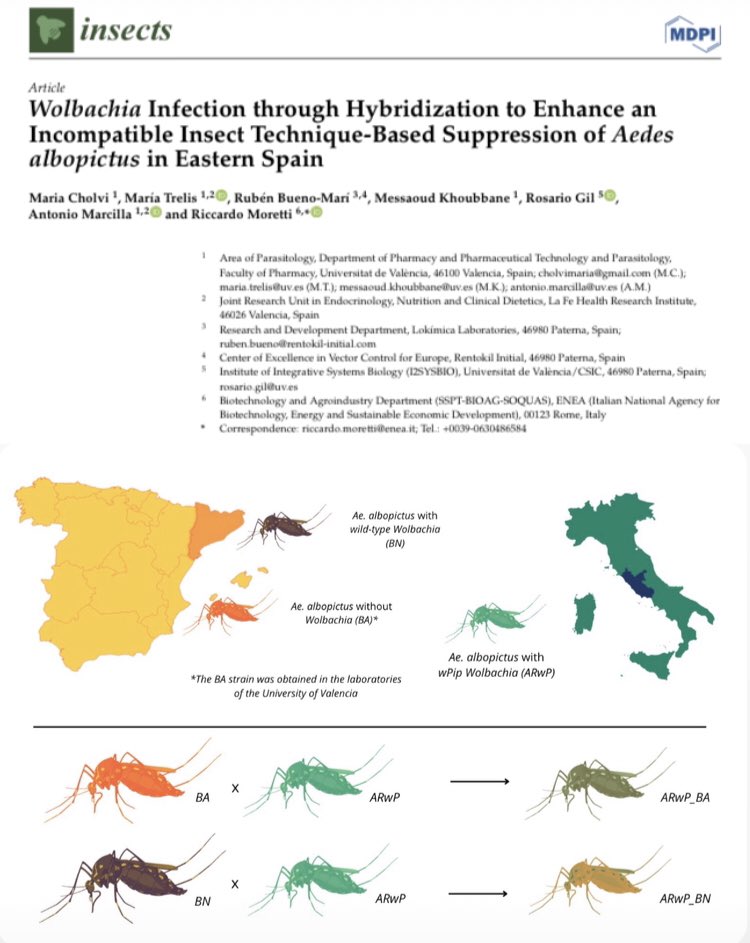 📢 We are one step closer to make first #Wolbachia field trials in #Spain‼️ 🦟 Suitable Wolb strain was introduced into a Spanish population of Asian tiger #mosquito through hybridization with the lab line ARwP, already tested as an efficient control tool against this #vector 🦠