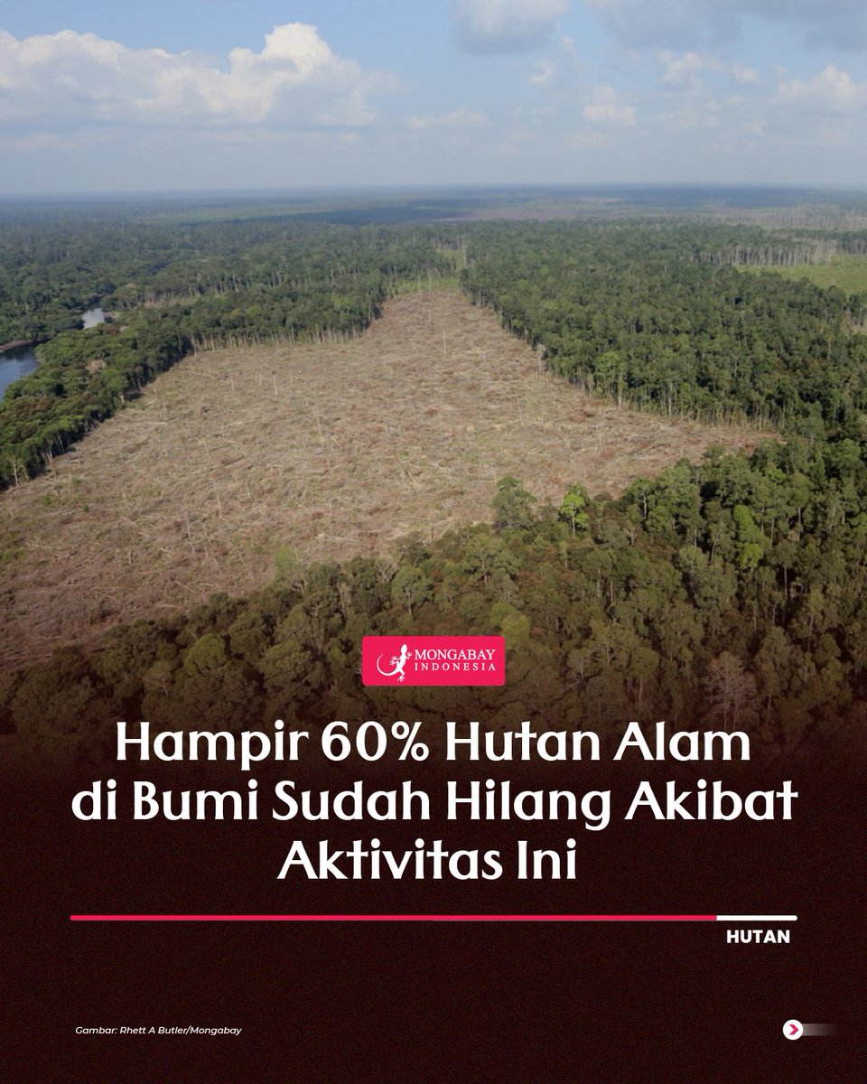 MongabayID's tweet photo. Sebuah penelitian baru-baru ini yang dipimpin oleh sepuluh peneliti dari Beijing Normal University, bersama dengan beberapa laboratorium di Tiongkok, mengungkapkan dampak yang mengkhawatirkan dari perubahan tutupan hutan alam di seluruh belahan bumi dalam periode medio 2001-2020. https://t.co/iAHyOAErnu