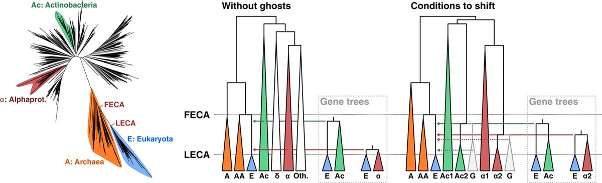 How do 'ghost' lineages impact use of branch length methods to infer timing of #HGT events? @toni_gabaldon &co discuss key considerations regarding the potential effect of such missing lineages: plos.io/4crpJLl Response by @damdevienne &co: plos.io/49YqVEl