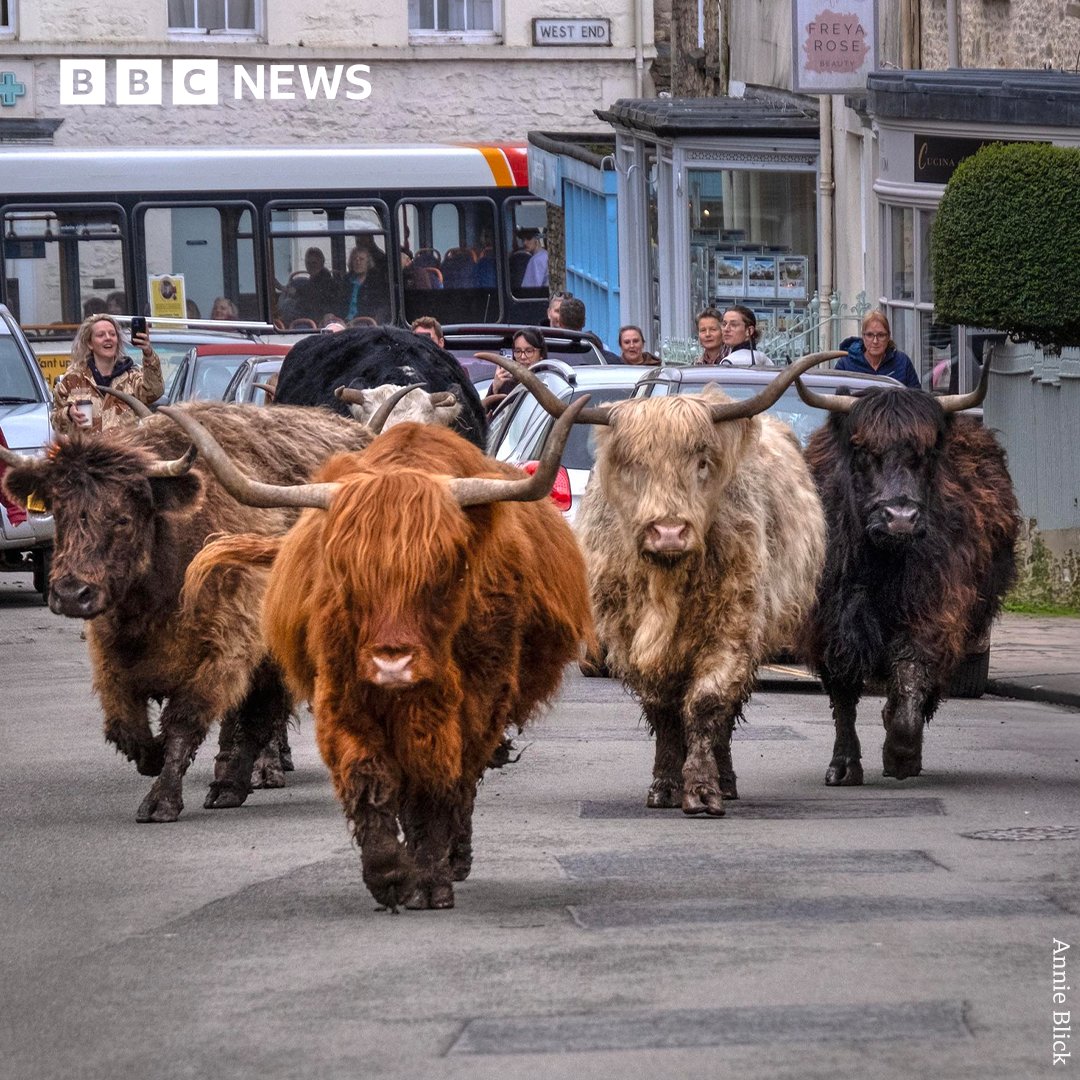 What a sight 🐮 This fabulous photo shows the Highland cows in Minchinhampton being moved to a new pasture - via the high street! They'll return to the common in a few months time. 📸 Annie Blick