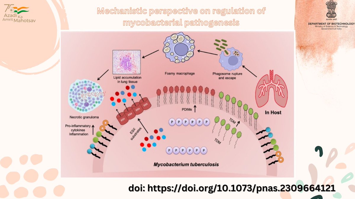 Department of Biotechnology (@dbtindia) on Twitter photo Deletion of Polyphosphate kinase-1 (ppk-1) gene influences mycobacterial pathogenesis that led to identification of broad-spectrum inhibitor against ppk-1 that could shorten chemotherapy duration.
<a href="/DrJitendraSingh/">Dr Jitendra Singh</a> <a href="/rajesh_gokhale/">Rajesh Gokhale</a> <a href="/THSTIFaridabad/">DBT-THSTI</a> Deletion of Polyphosphate kinase-1 (ppk-1) gene influences mycobacterial pathogenesis that led to identification of broad-spectrum inhibitor against ppk-1 that could shorten chemotherapy duration.
<a href="/DrJitendraSingh/">Dr Jitendra Singh</a> <a href="/rajesh_gokhale/">Rajesh Gokhale</a> <a href="/THSTIFaridabad/">DBT-THSTI</a>