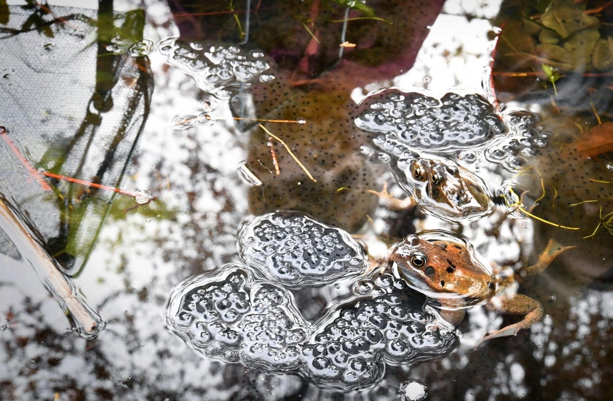 Wij gaan op kikker(dril)jacht! In de Volkskrant van vandaag (20/3 pag. 11) vind je deze foto: kindergezichten weerspiegeld in een Nijmeegse tuinvijver, waar kikkers de lente in de bol hebben🐸Doe je mee? Kijk op: tuintelling.nl/tellingen/land… Foto: Marcel van den Bergh, Volkskrant.