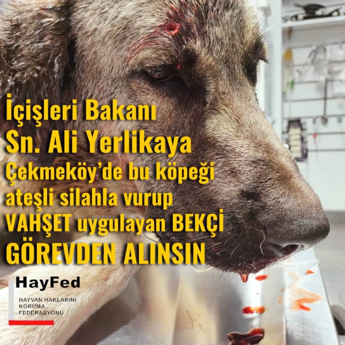 İçişleri Bakanı Sn @AliYerlikaya Çekmeköy'de köpeği ateşli silahla vurup VAHŞET uygulayan BEKÇİYİ GÖREVDEN ALIN! Görevi suç işlenmesini önlemek olan BEKÇİ zavallı bir hayvanı ateşli silahla vurup VAHŞET uygulayarak SUÇ İŞLEDİ! @tccekmekoy @mirimiran23 @TC_icisleri @munirkaraloglu