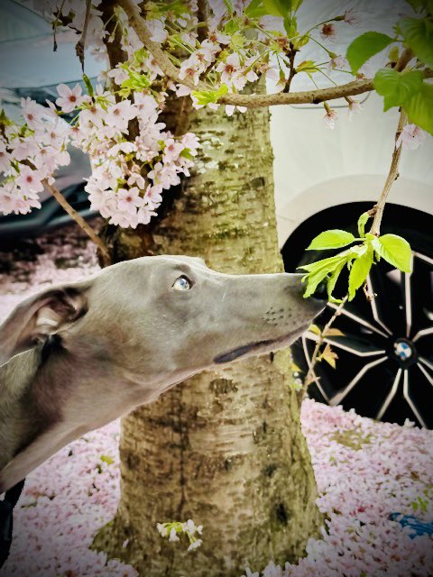 What’s even lovelier than spring blossom? A whippet with a blossom nose. Iggy here is enjoying the blossom as much as we are and he’s supporting the National Trust’s campaign to plant 4 million blossoming trees by 2030 (so am I) #BlossomWatch #everyoneneedsnature @nationaltrust