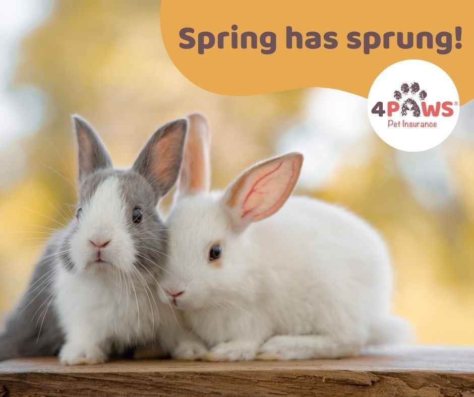 🌷 Today is the first day of Spring and we are here for it! Did you know that we offer Lifetime Insurance for rabbits up to a limit of £2,000 to keep your pet bunny hopping happily! 🐰 4paws.co.uk/pet-informatio… #PetInsurance #4Paws #RabbitInsurance #FirstDayofSpring