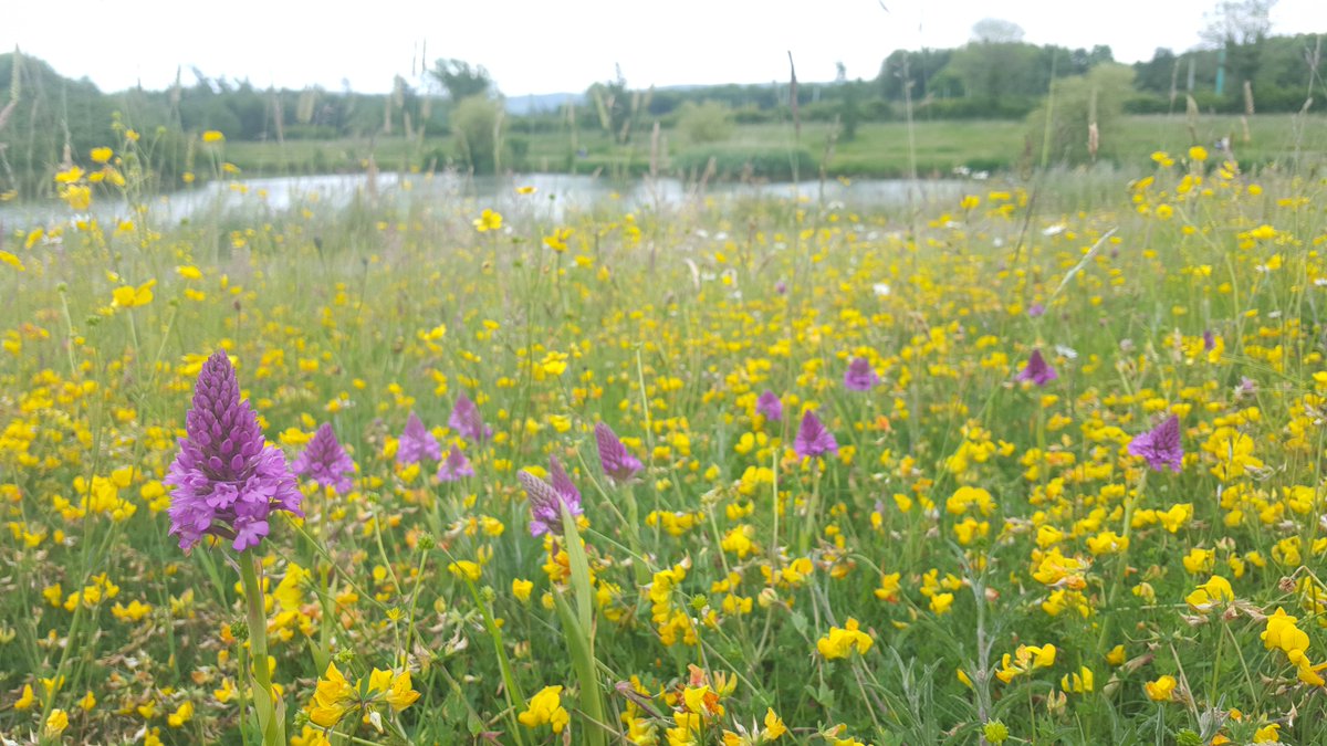 📢Exciting! Later this week @GrasslandsIrl, w @NPWSIreland colleagues & more, will be launching something exciting relating to #GreatIrishGrasslands & the #GrasslandsTrail 🎉Watch this space! @phoebeob1 @PollinatorPlan @NPWSNatureCons @NatureNymph @donnarainey4 @GlengarriffWood