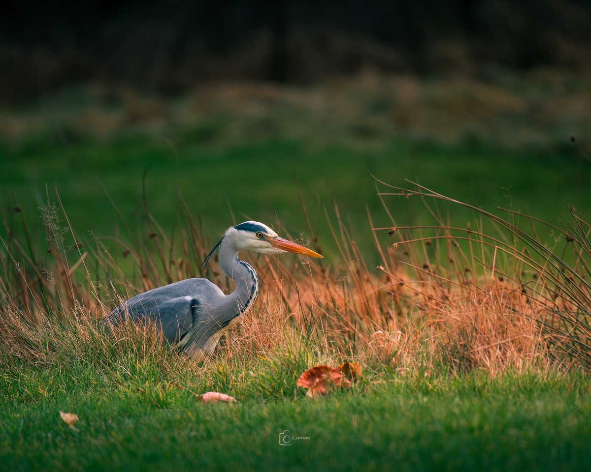 Good morning nature lovers... that lovely #GreyHeron want to wish You to have a lovely day... yeah I know Im not the best in posts 😉
#TwitterNatureCommunity #Nature #Birds #Photography #Scotland