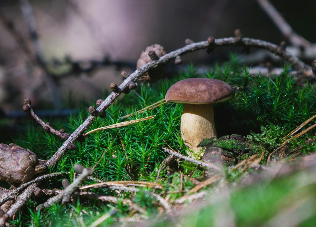 🍄Climate change will decrease saffron milk-cap and porcini productivity and could shift their optimal production to higher elevations 📉 How will climate change affect high socio-economic value mushrooms? 📄shorturl.at/psvyW