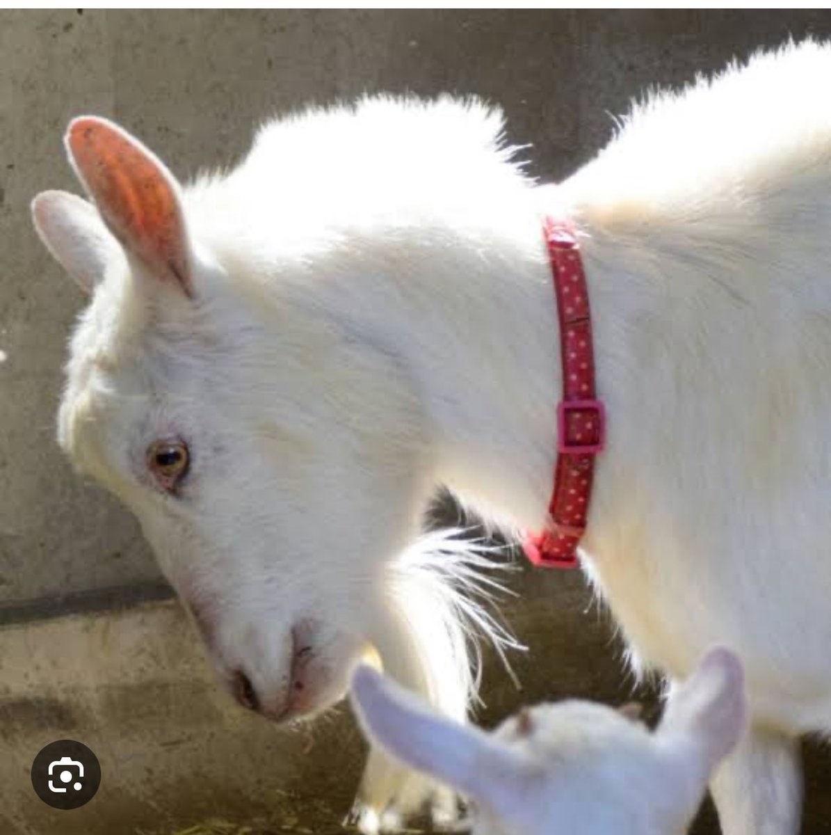 あーちゃん on X