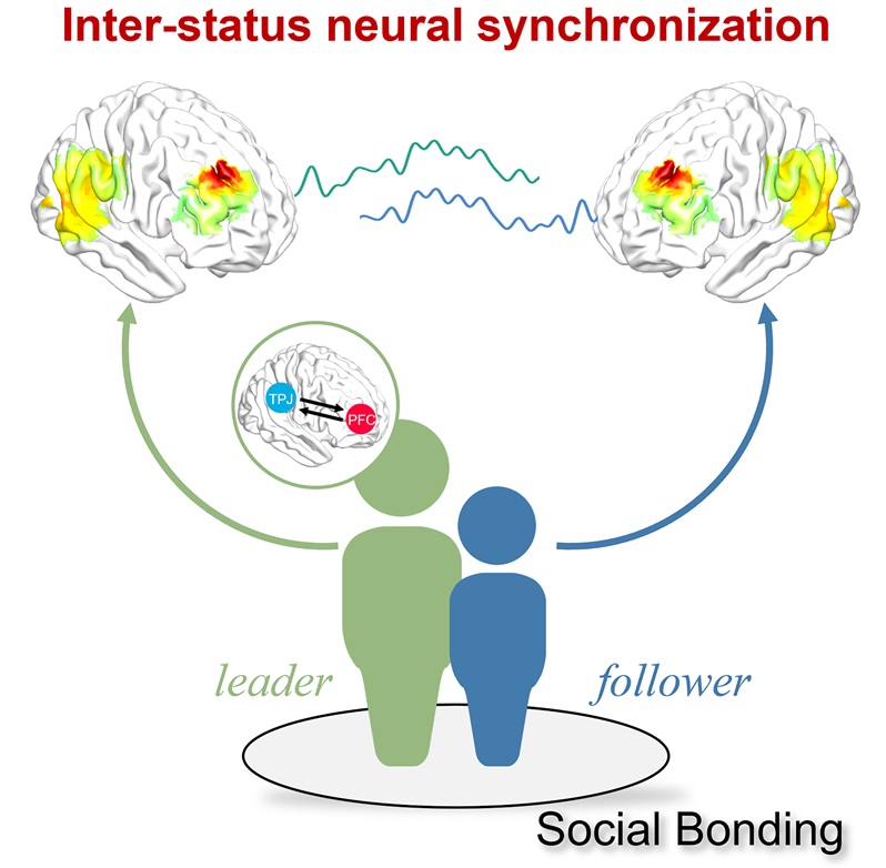 PLOSBiology's tweet photo. Sync'ing with your boss's brain: @SANPLab shows that social bonding in humans selectively increases information exchange &amp; #prefrontal #NeuralSynchronization for human leader-follower pairs #PLOSBiology https://t.co/aEiFVQcLEa https://t.co/89Fr6v8AoP