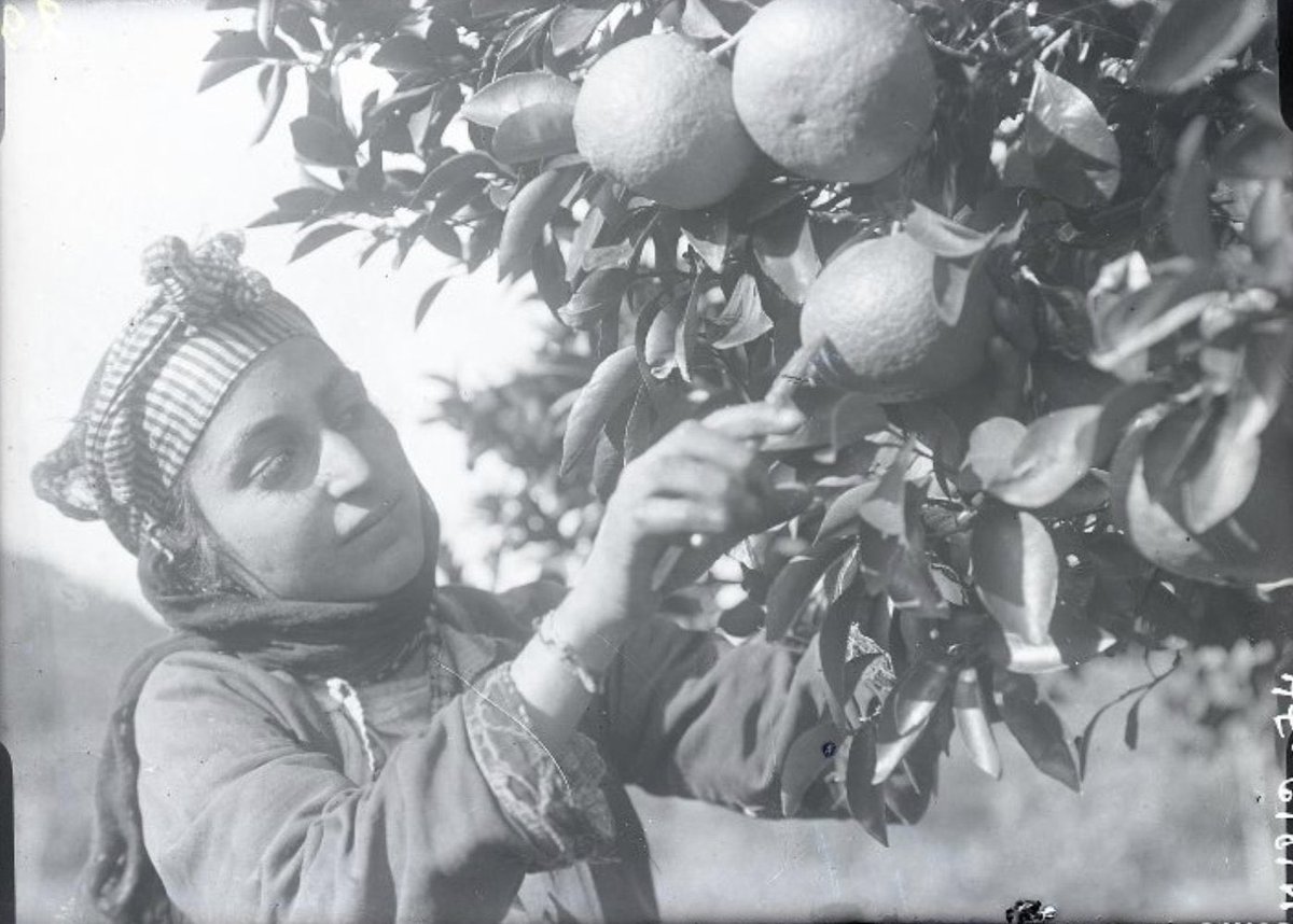 1939, Portakal toplayan Kürt kadını, Kaheti bölgesi, Gürcistan