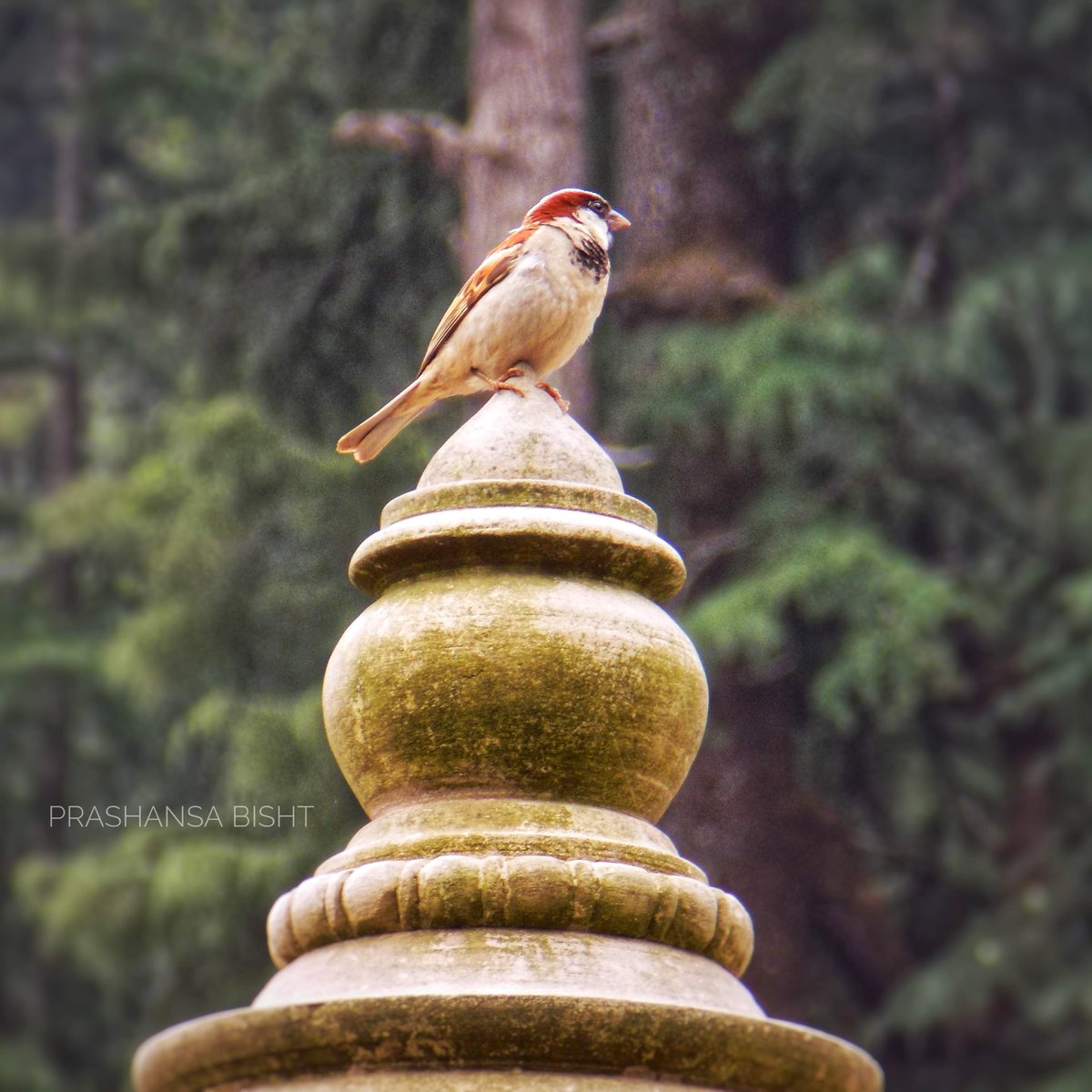 A beautiful sparrow in #Jageshwar Dham. Sadly, both are fighting for their existence today. 

#WorldSparrowDay2024 
#SaveJageshwar
#Uttarakhand