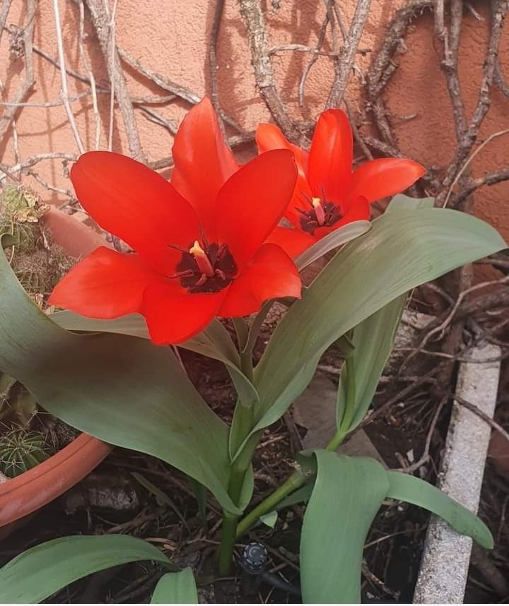 Buona giornata, stamani ho avuto una sorpresa sul mio terrazzino, la primavera sboccia e ci preannuncia belle novità colorate . 🌺🌸🌹 #20marzo #Primavera #BuongiornoATutti #goodmorning